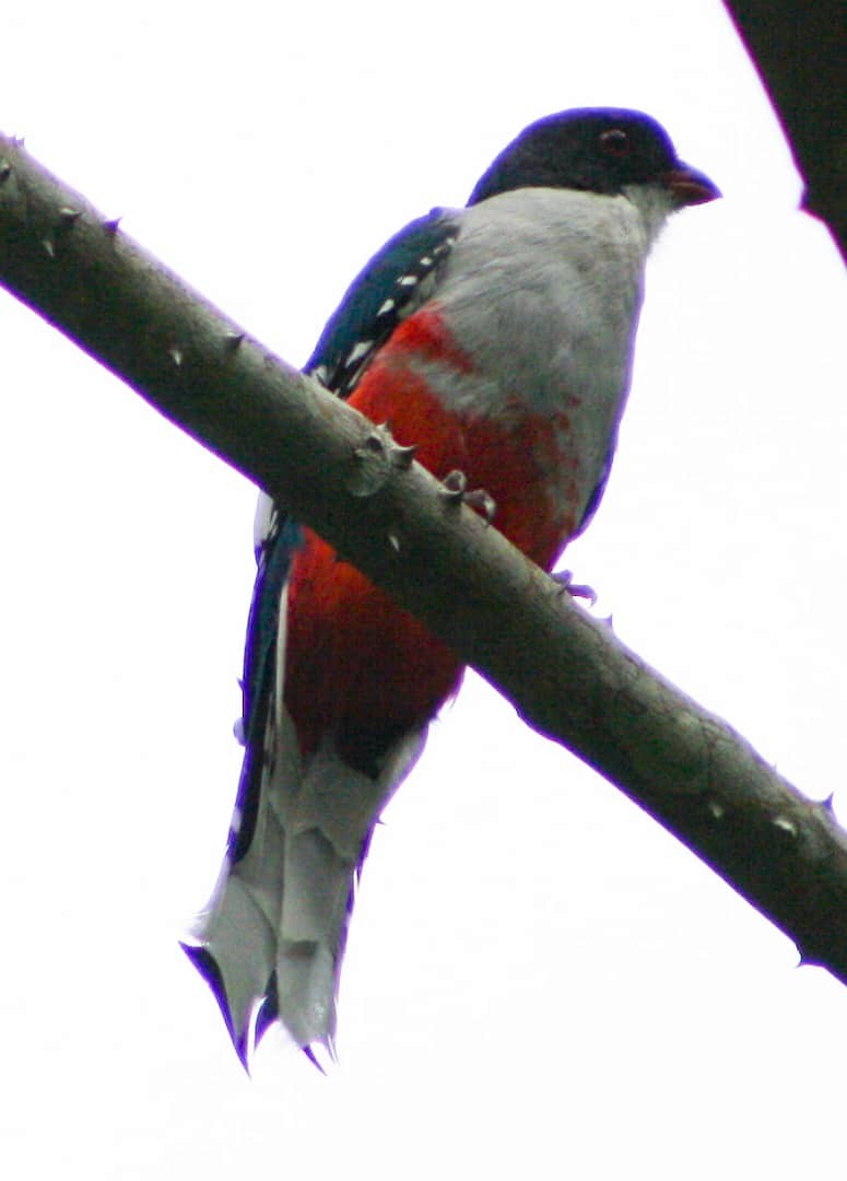 Cuban Trogon - ML622321894