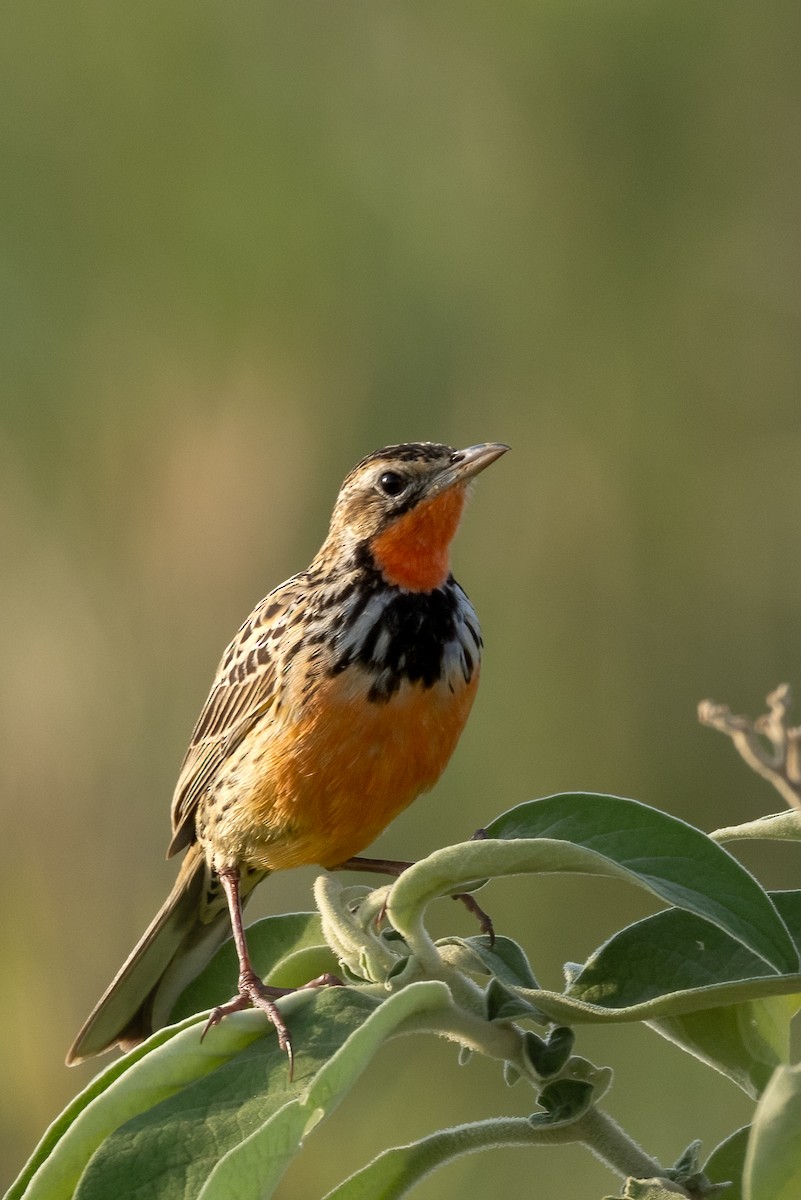 Rosy-throated Longclaw - ML622321904