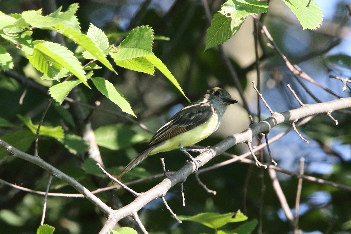 Great Crested Flycatcher - ML622321924