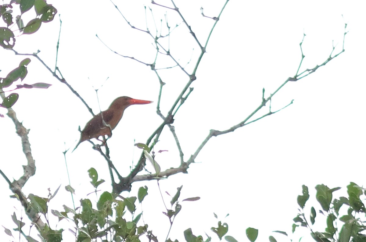 Ruddy Kingfisher - PANKAJ GUPTA