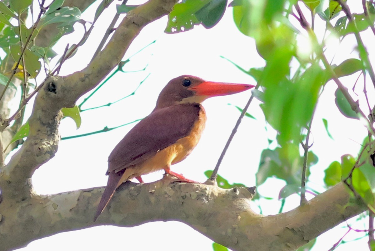 Ruddy Kingfisher - PANKAJ GUPTA