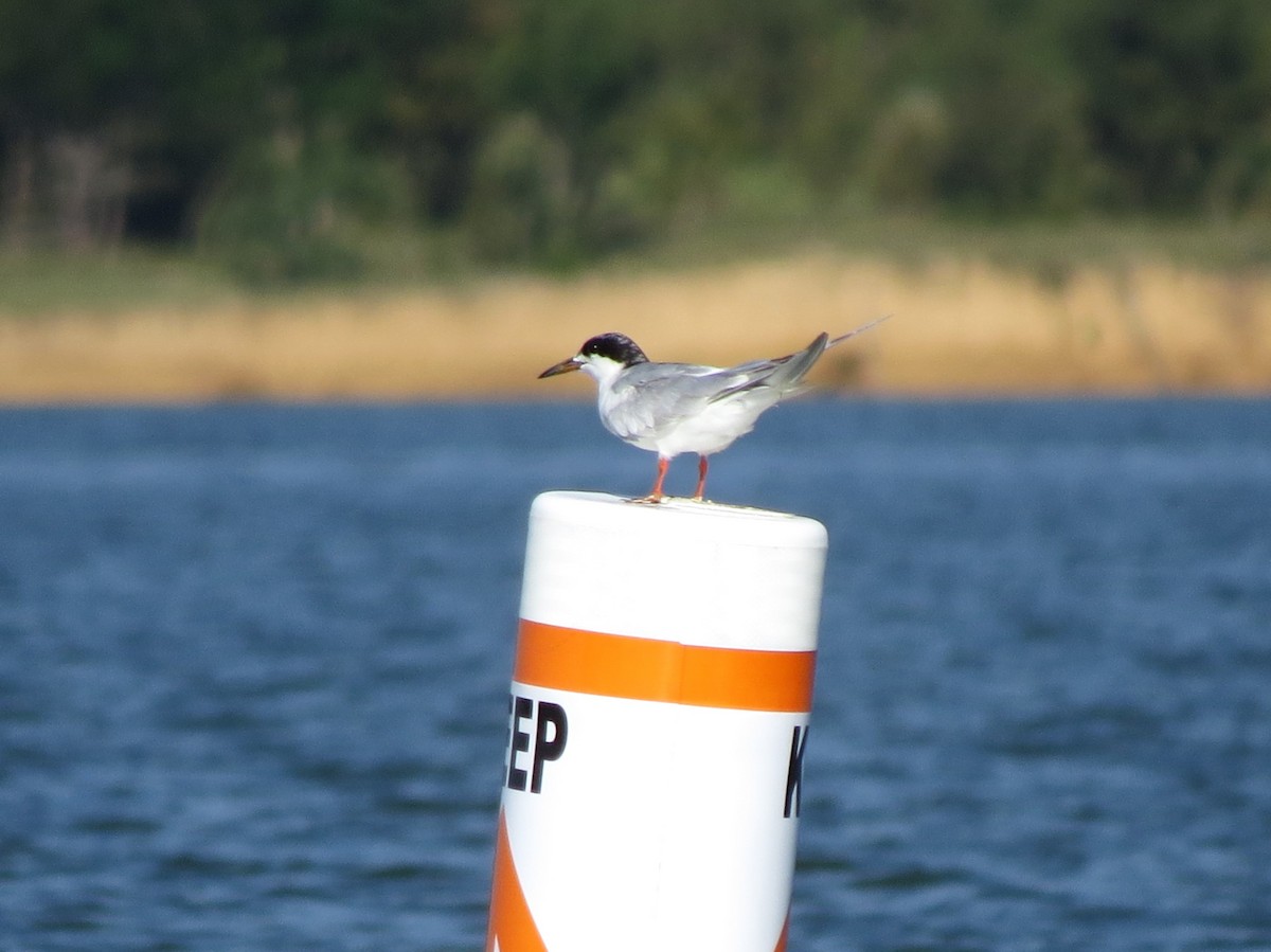 Forster's Tern - Timothy Fennell