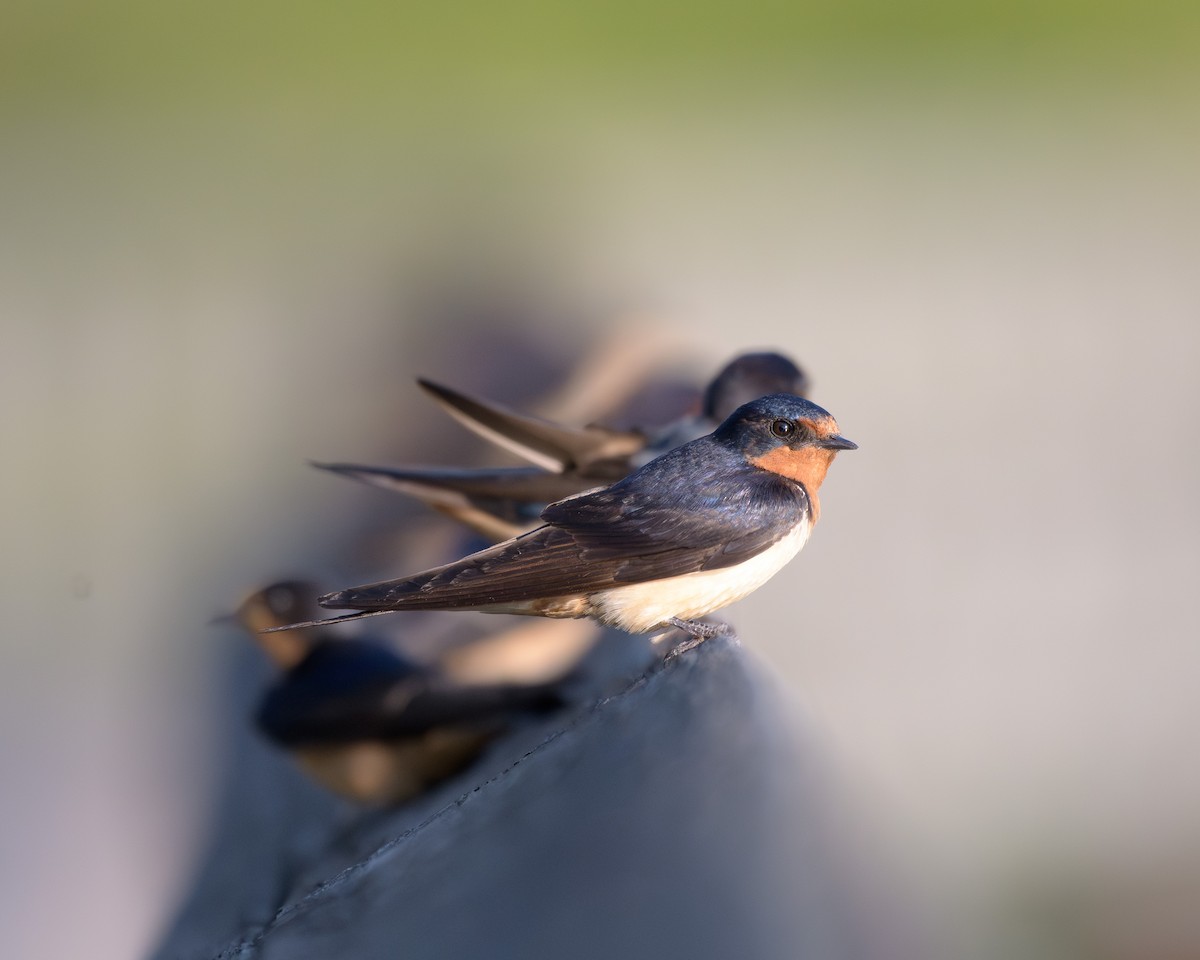 Barn Swallow - ML622322009