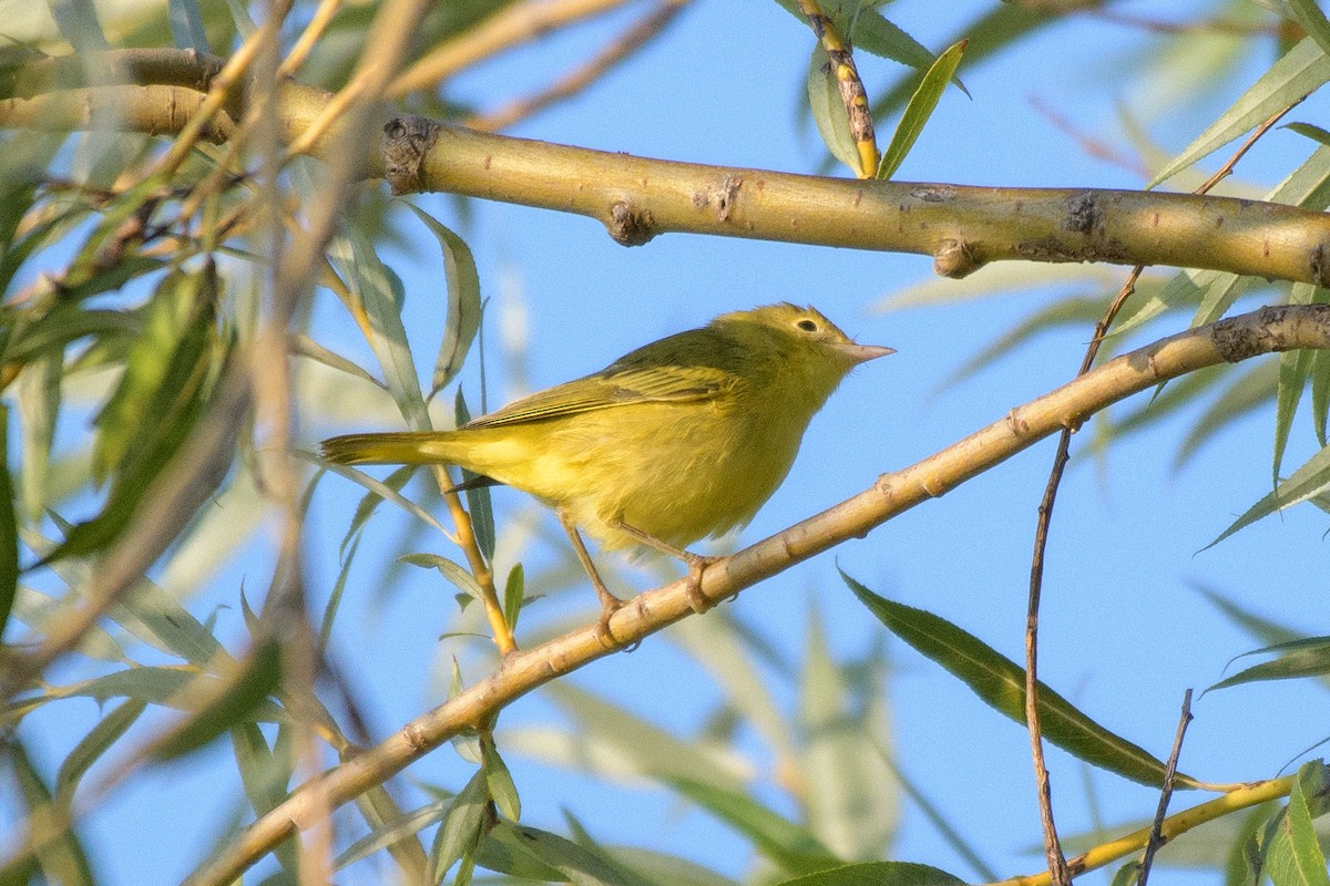 Paruline jaune - ML622322010