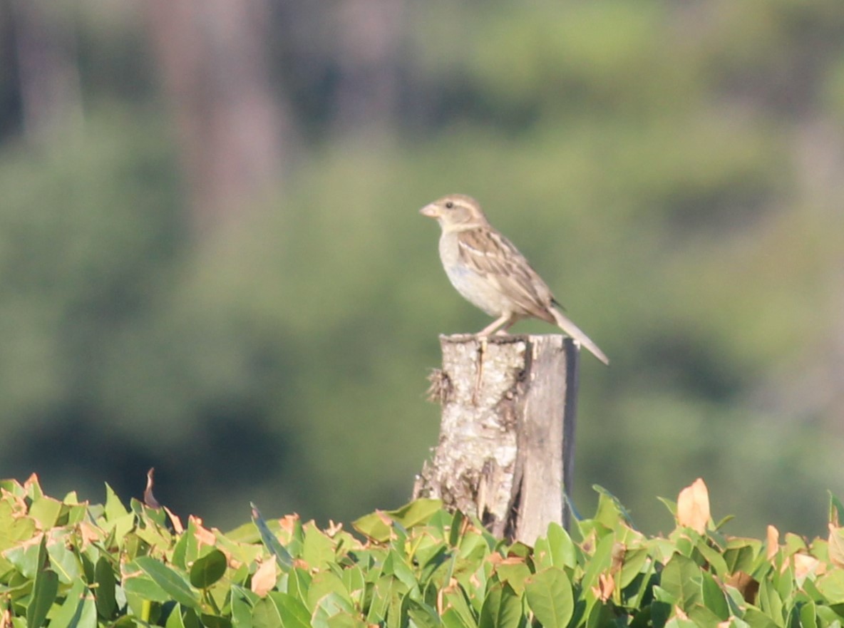 Italian Sparrow - Patrick & Christine Tamborra