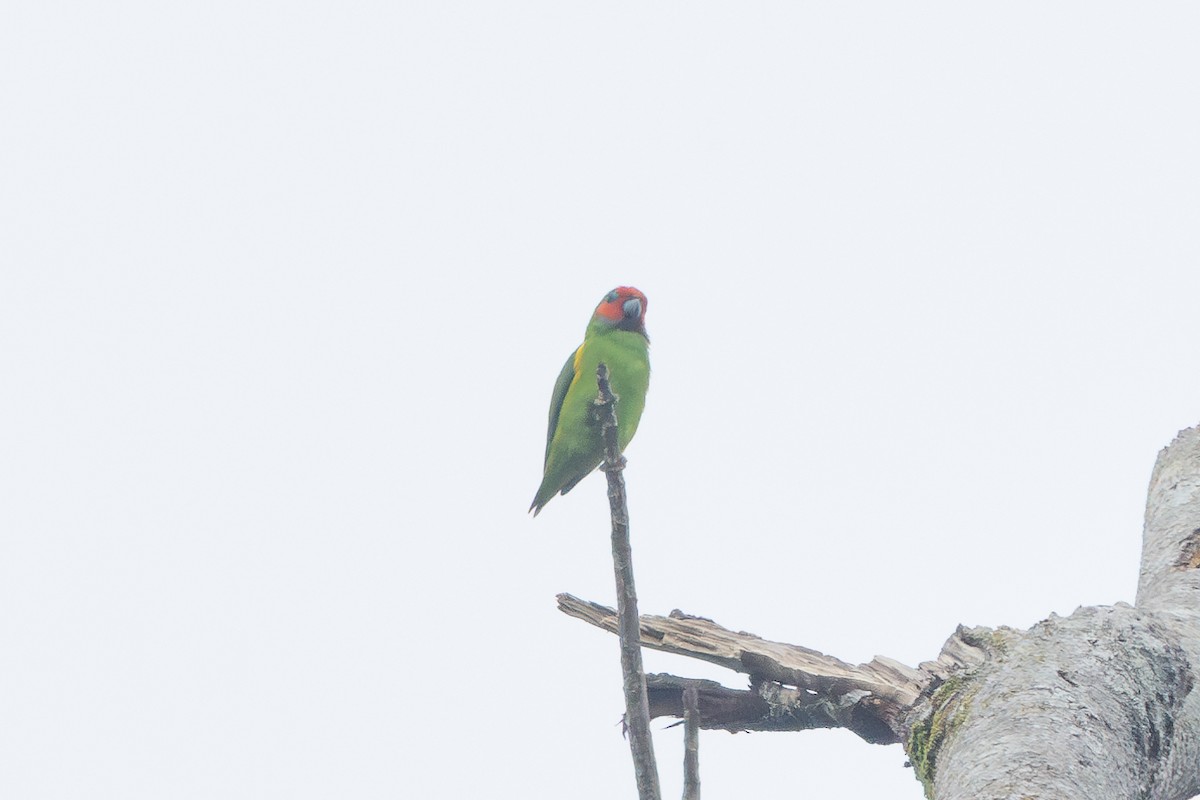 Double-eyed Fig-Parrot - ML622322112