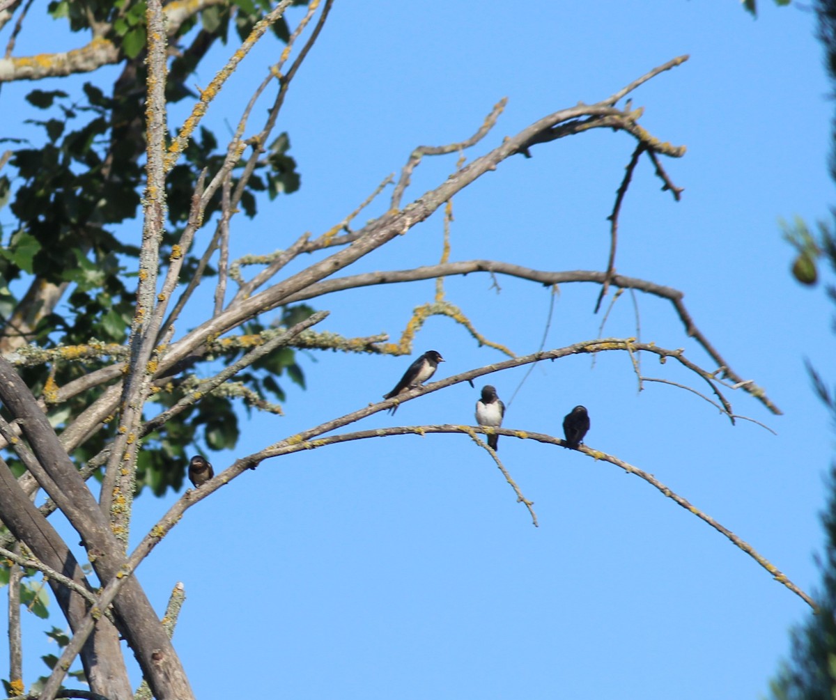 Golondrina Común - ML622322128