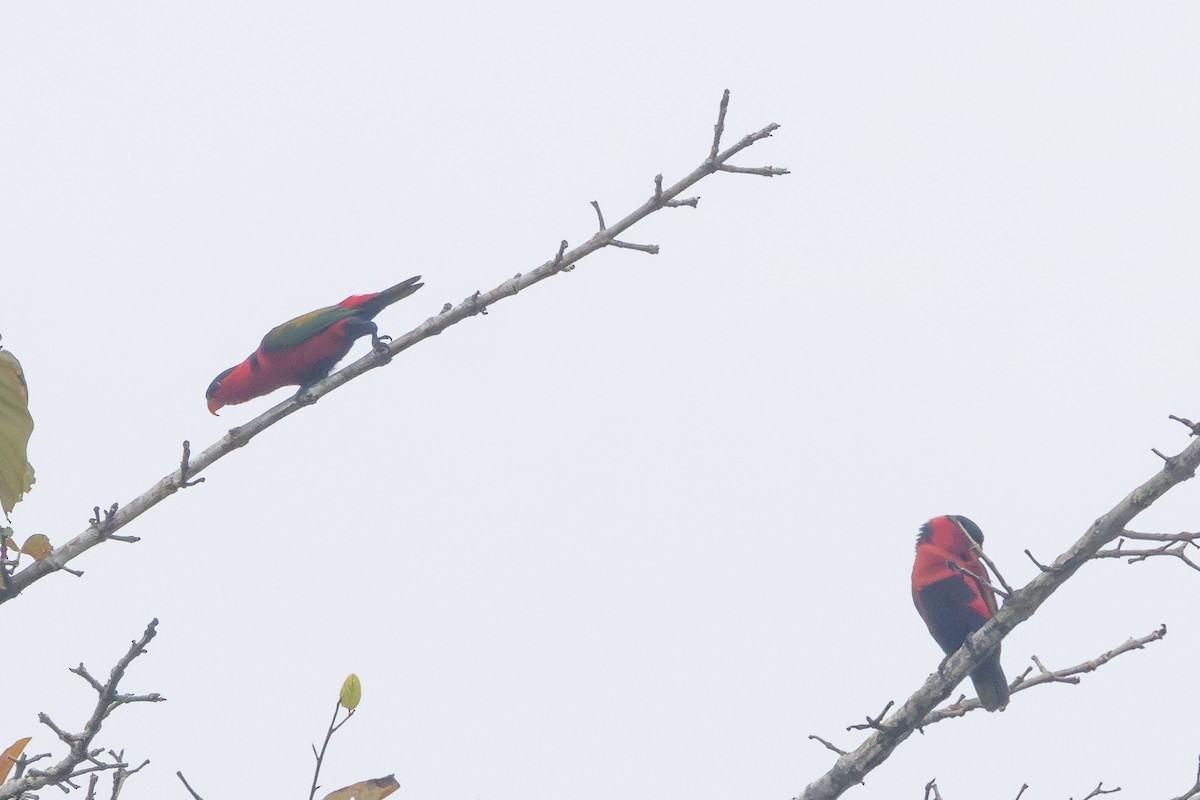 Black-capped Lory - ML622322141