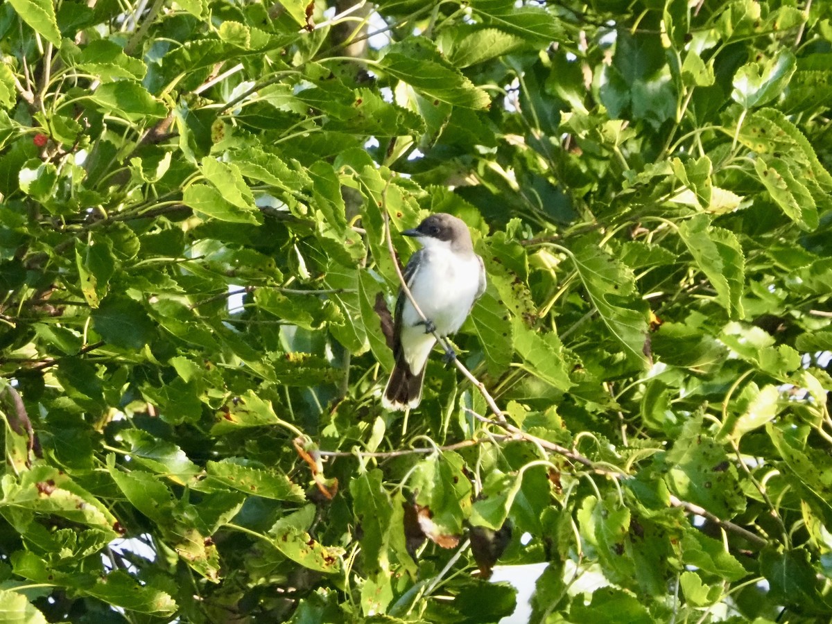 Eastern Kingbird - ML622322198