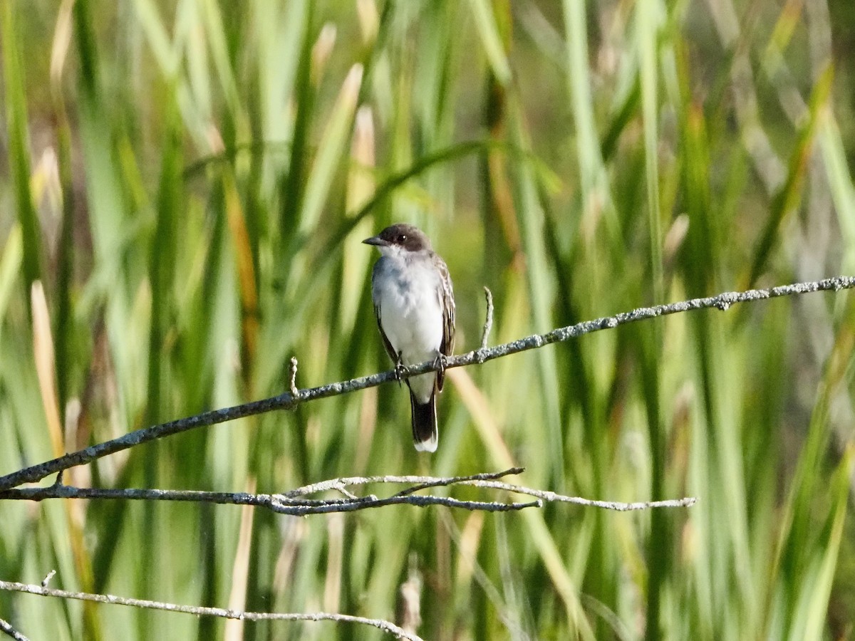 Eastern Kingbird - ML622322199