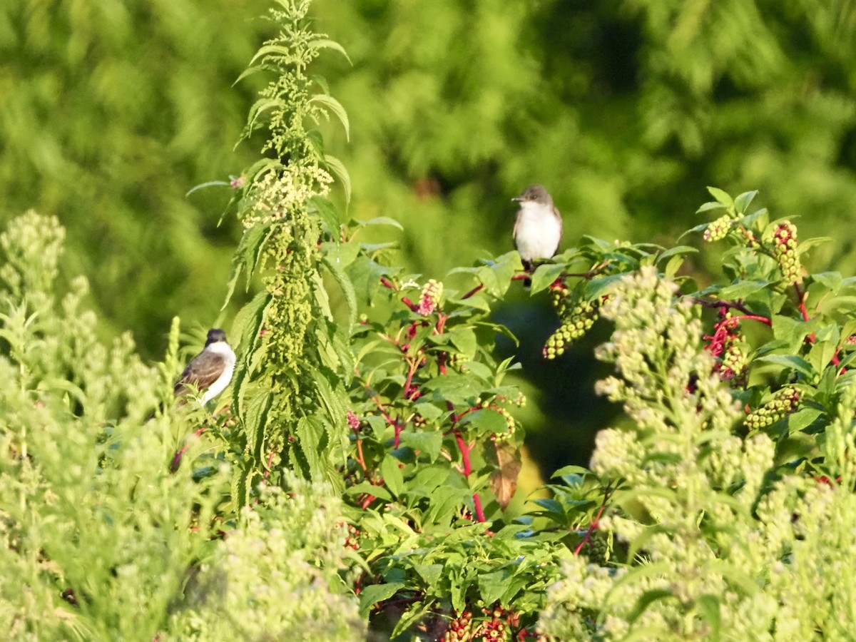 Eastern Kingbird - ML622322200