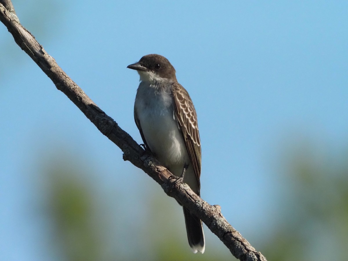 Eastern Kingbird - ML622322201
