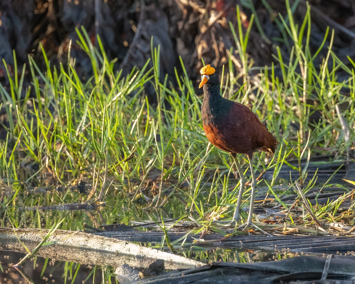 Jacana du Mexique - ML622322202