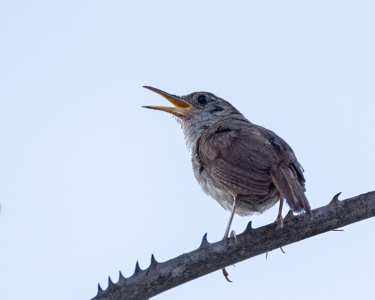 House Wren (Cozumel I.) - ML622322207