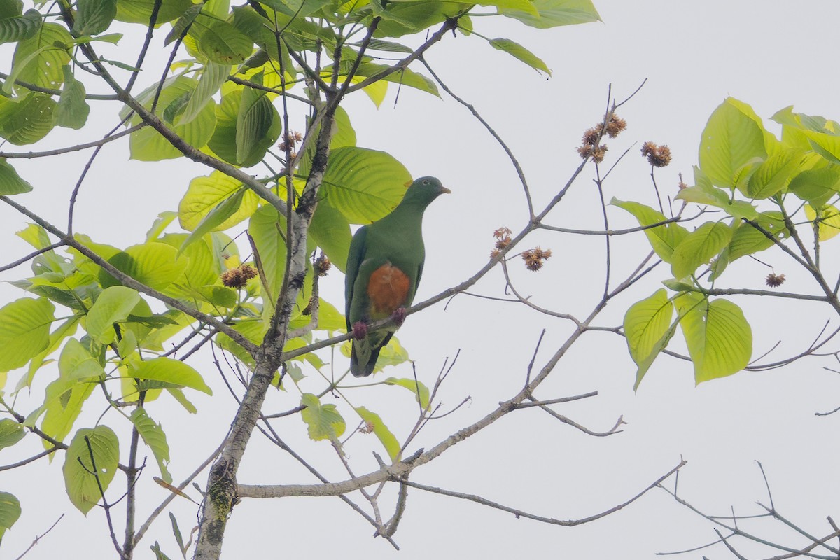 Orange-bellied Fruit-Dove - ML622322296