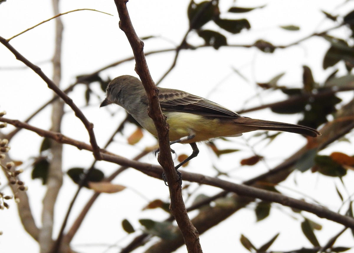 Brown-crested Flycatcher - ML622322341