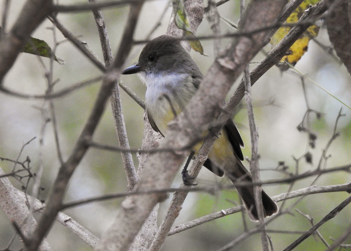 Brown-crested Flycatcher - ML622322342