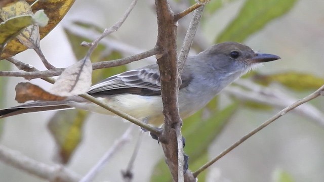 Brown-crested Flycatcher - ML622322366