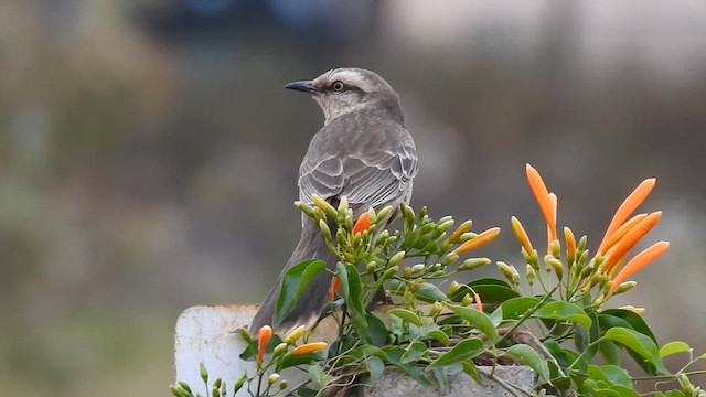 Chalk-browed Mockingbird - ML622322367