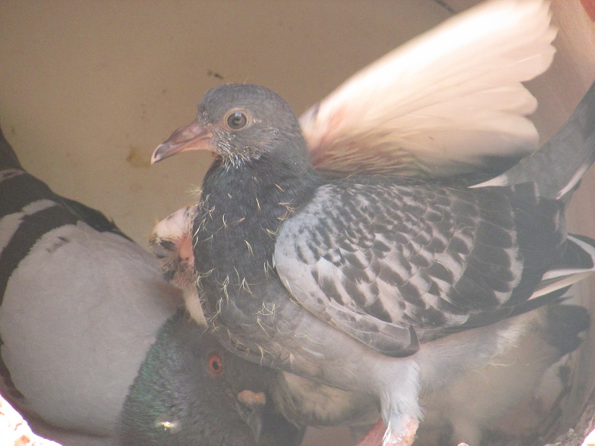 Rock Pigeon (Feral Pigeon) - Lucía González