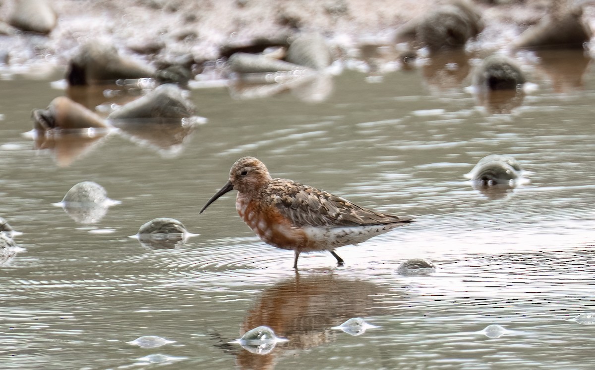 Curlew Sandpiper - ML622322503