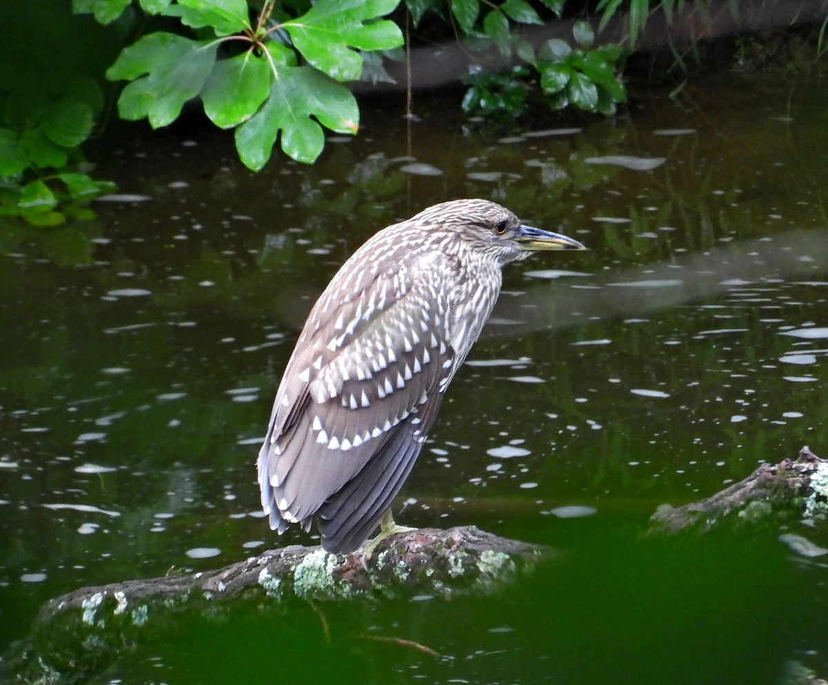 Black-crowned Night Heron - ML622322512