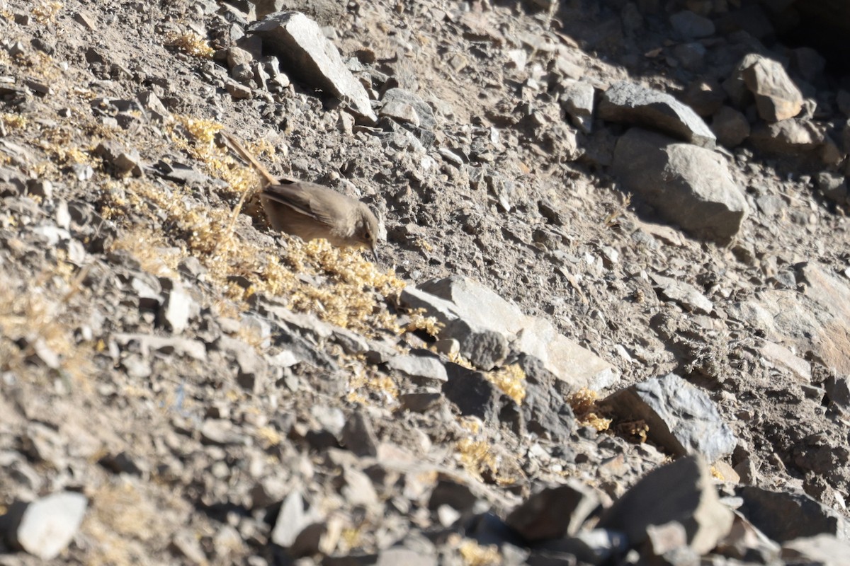 Cordilleran Canastero - ML622322565