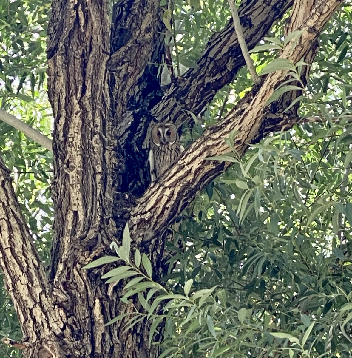 Long-eared Owl - Molood Jaberi