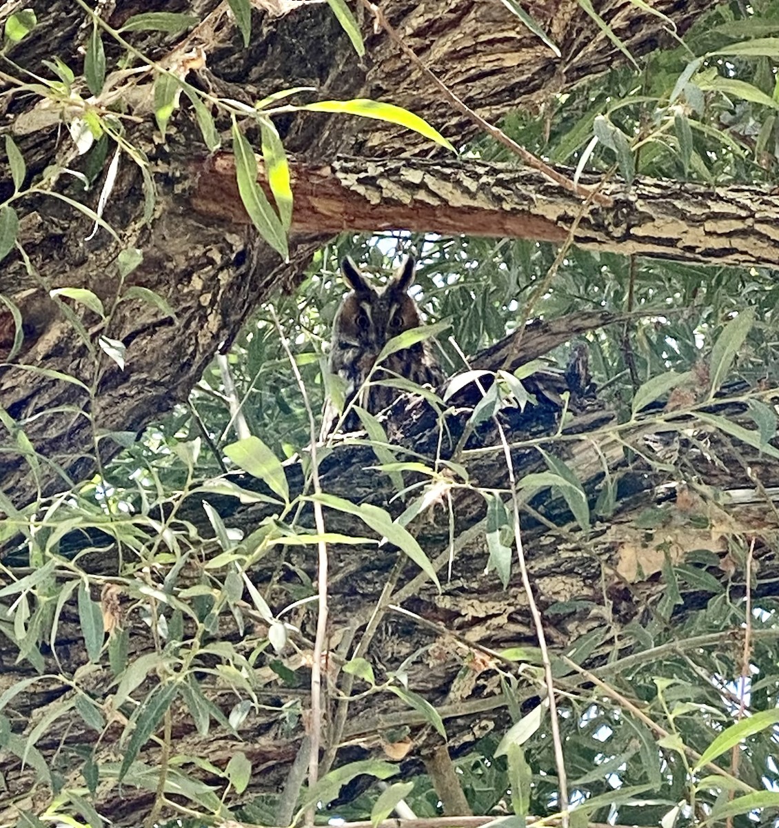 Long-eared Owl - ML622322599