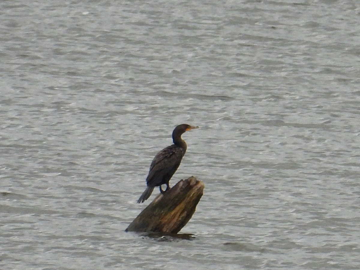 Double-crested Cormorant - ML622322683