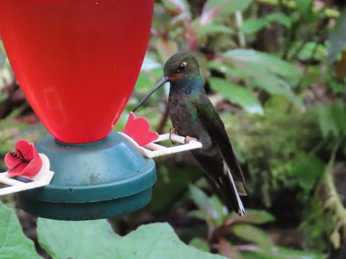 Colibrí de Bouguer Occidental - ML622322734