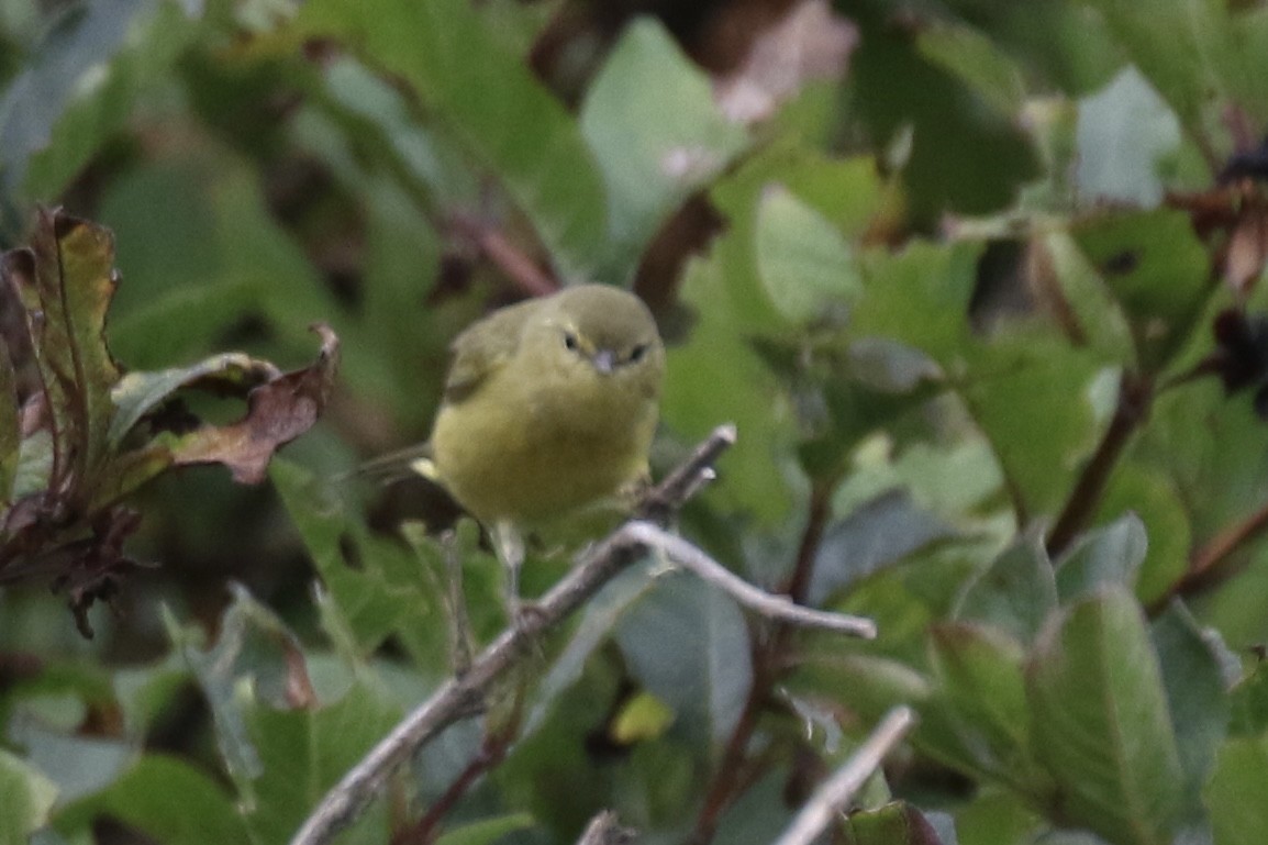 Orange-crowned Warbler - ML622322805