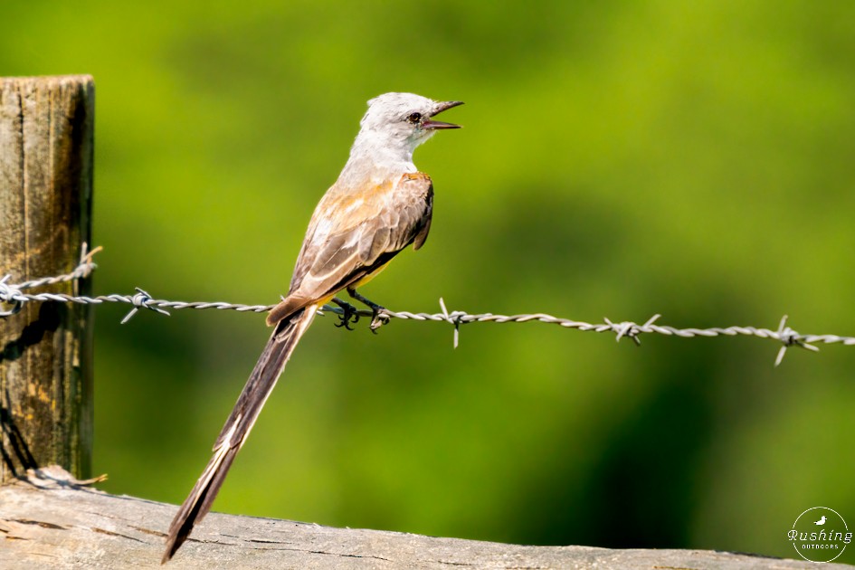 Scissor-tailed Flycatcher - ML622323022