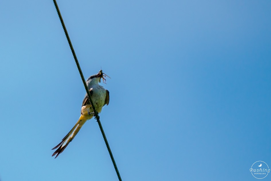 Scissor-tailed Flycatcher - ML622323029