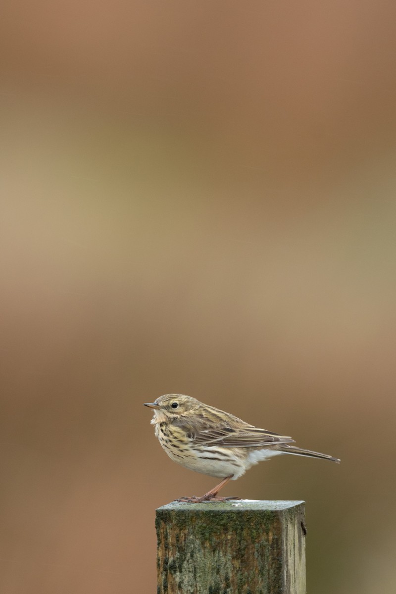 Meadow Pipit - ML622323213