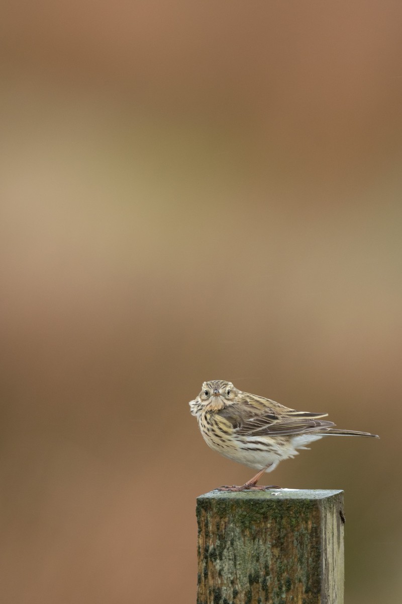 Meadow Pipit - Lionel Xavier Horn