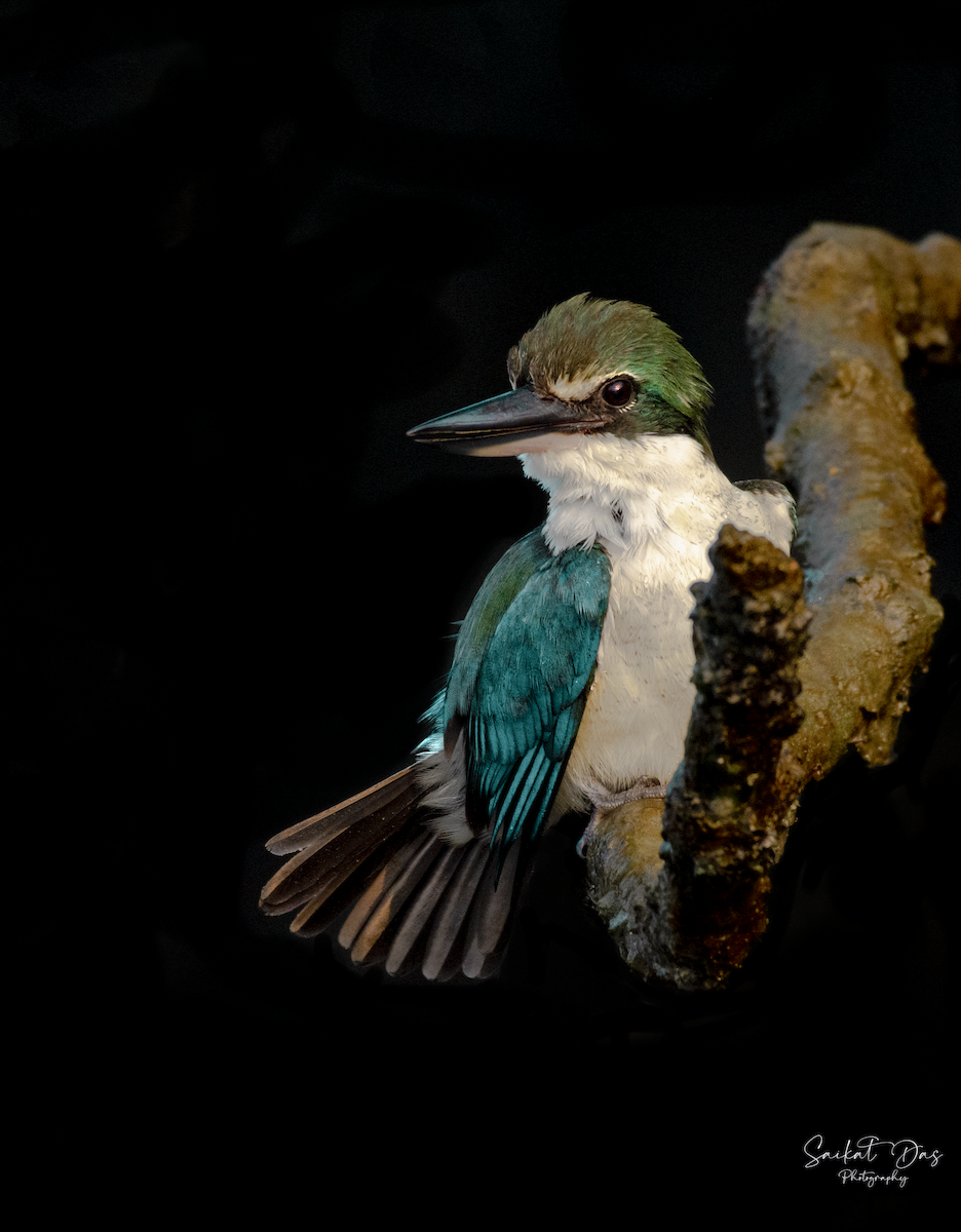 Collared Kingfisher - Saikat Das