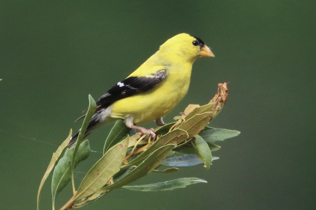 American Goldfinch - ML622323284