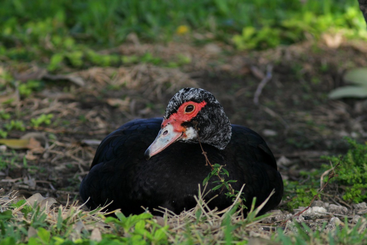 Muscovy Duck (Domestic type) - ML622323358