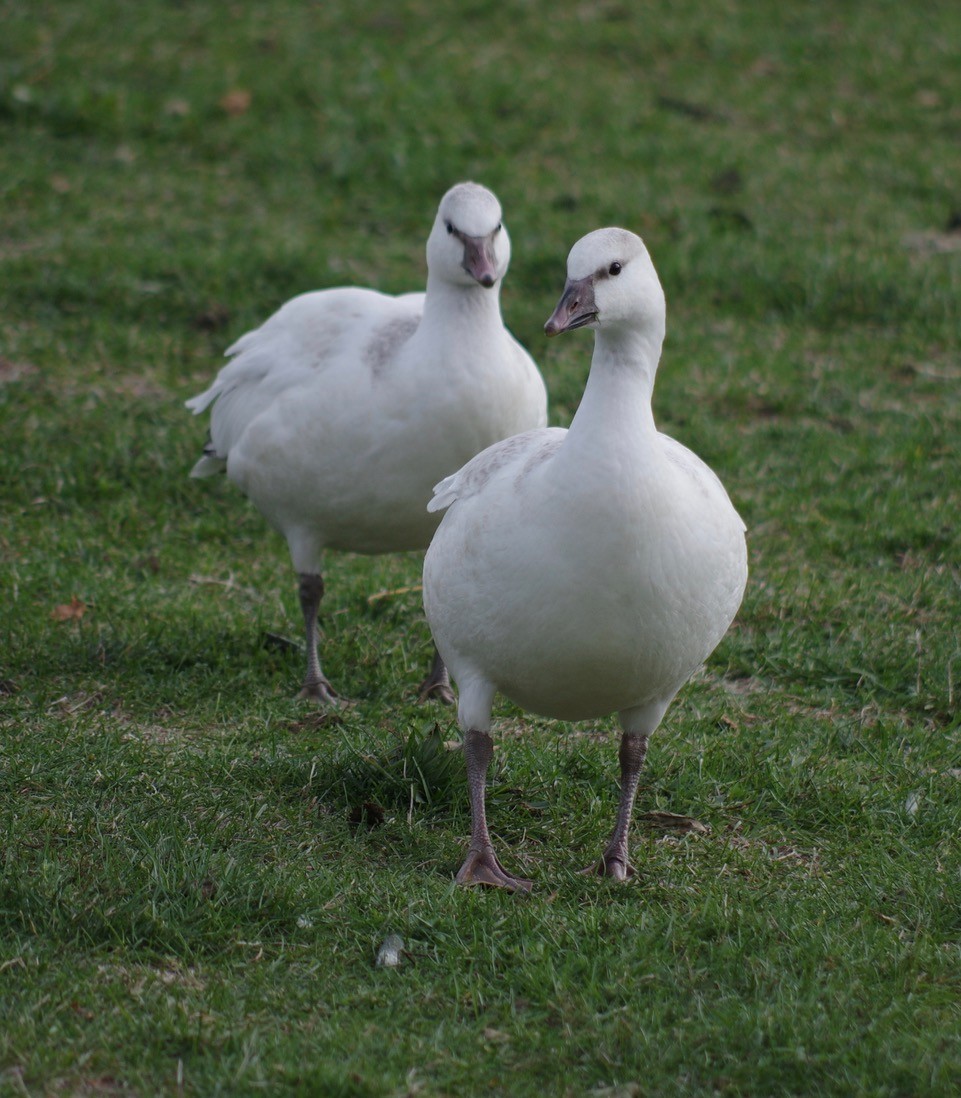 Ross's Goose - ML622323374