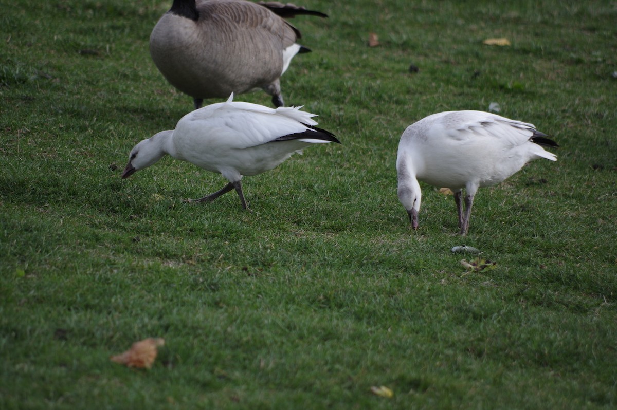 Ross's Goose - Sharon Wadley