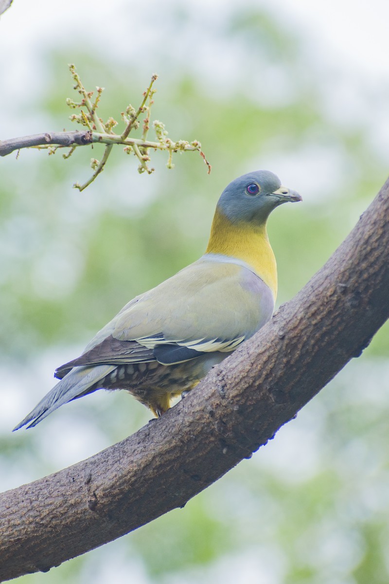 Yellow-footed Green-Pigeon - Saikat Das