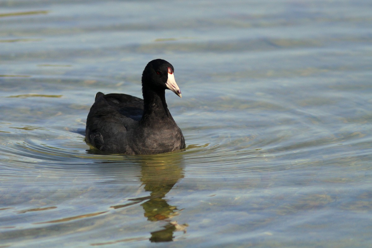 American Coot (Red-shielded) - ML622323590