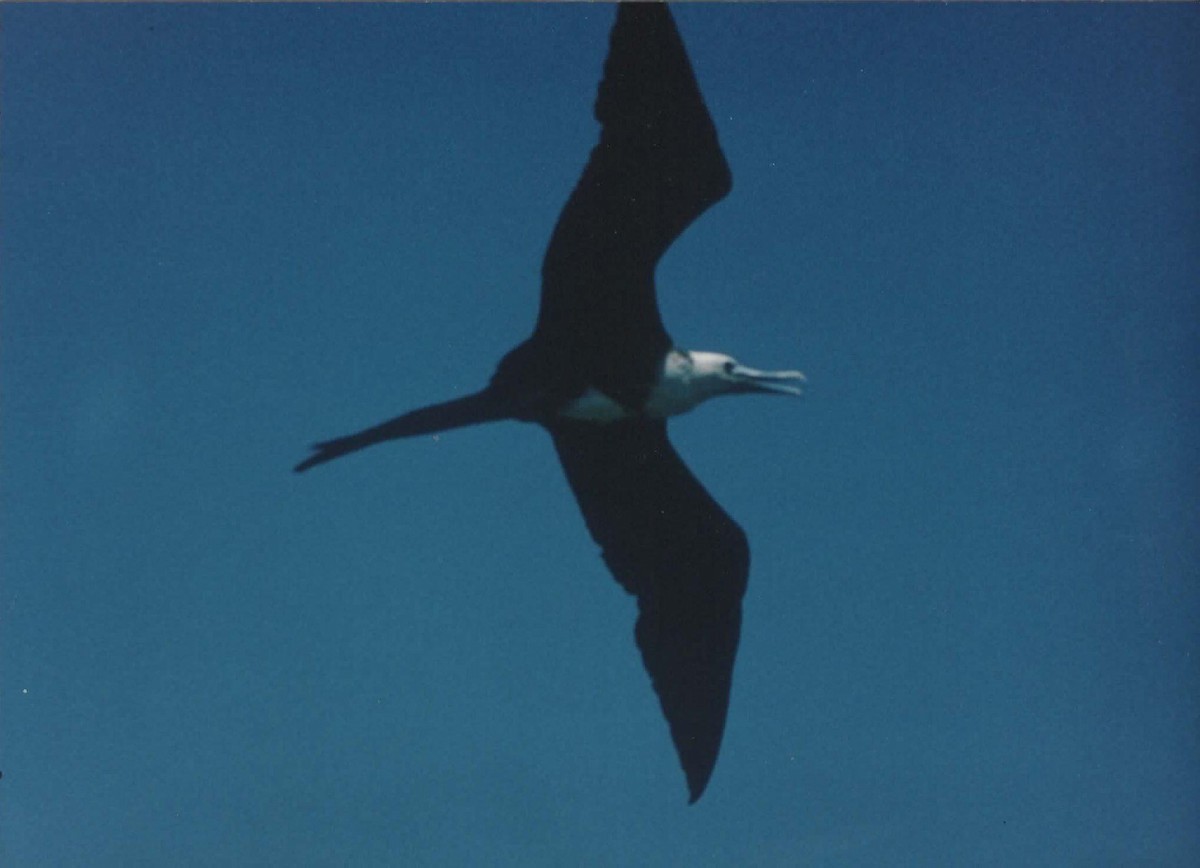 Magnificent Frigatebird - ML622323678