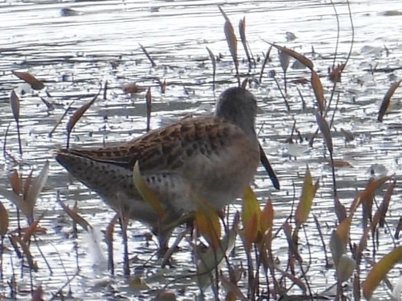 Short-billed Dowitcher - ML622323760