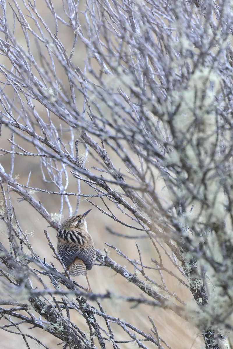 Grass Wren (Puna) - ML622323778
