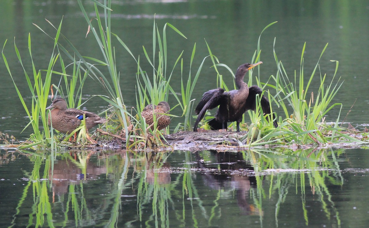 Double-crested Cormorant - ML622323812