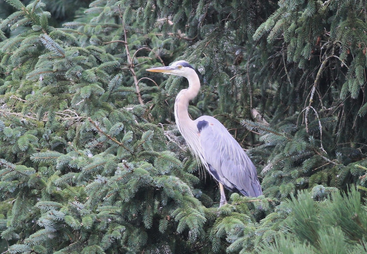 Great Blue Heron - ML622323815