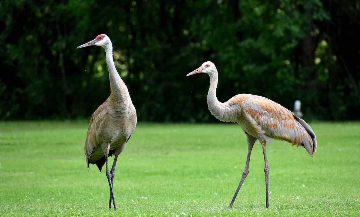 Sandhill Crane - ML622323846
