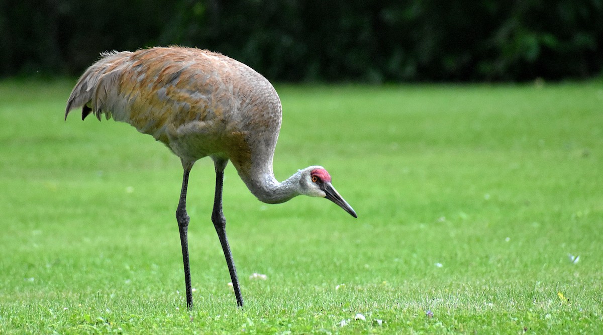 Sandhill Crane - ML622323847